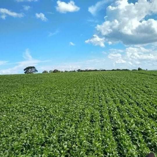 Vendo Fazenda de 1.238,54 hectares- Pimenta-MG