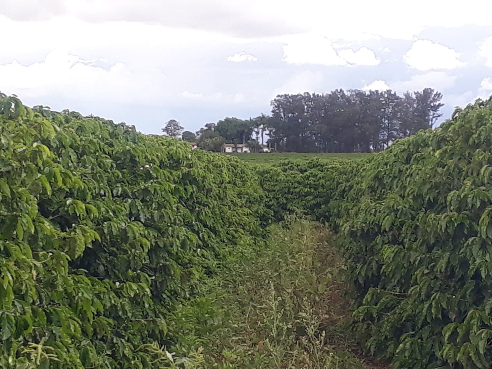 Vendo Fazenda de 80 Hectares- Serra do Salitre-MG 01