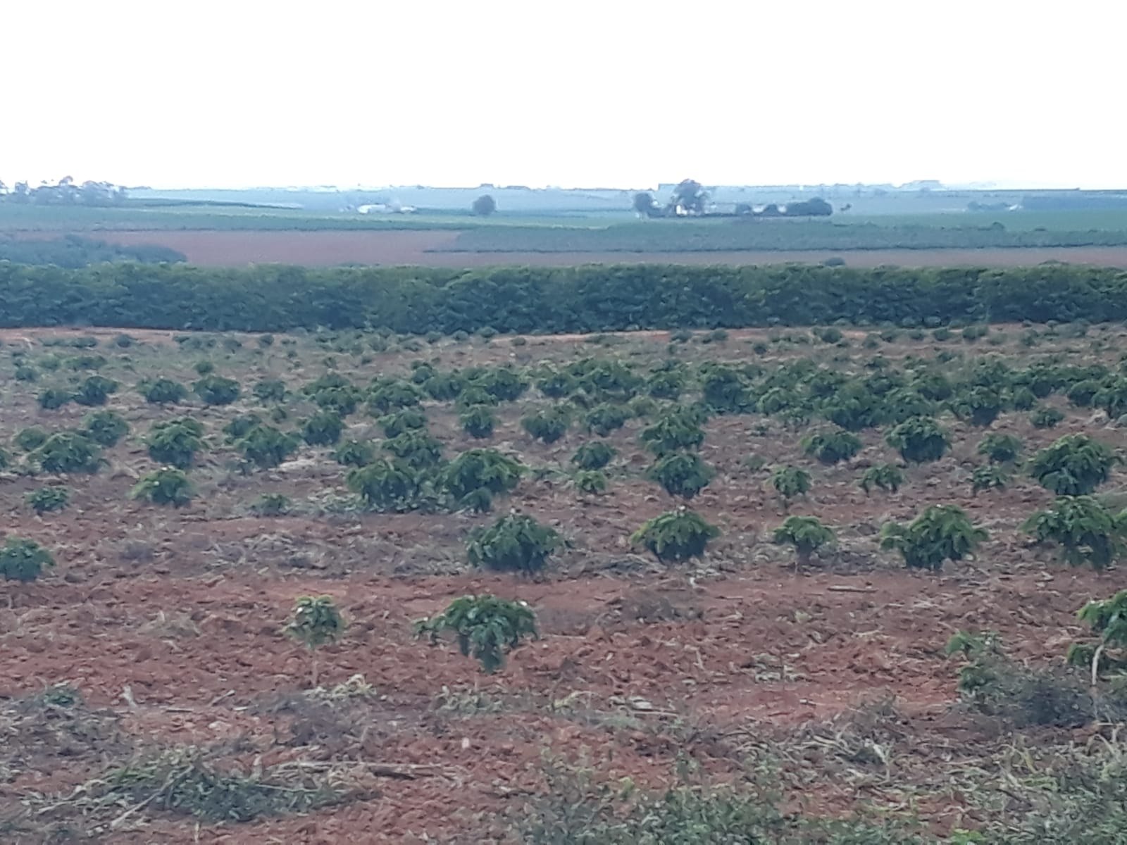 Vendo Fazenda de 80 Hectares- Serra do Salitre-MG 017