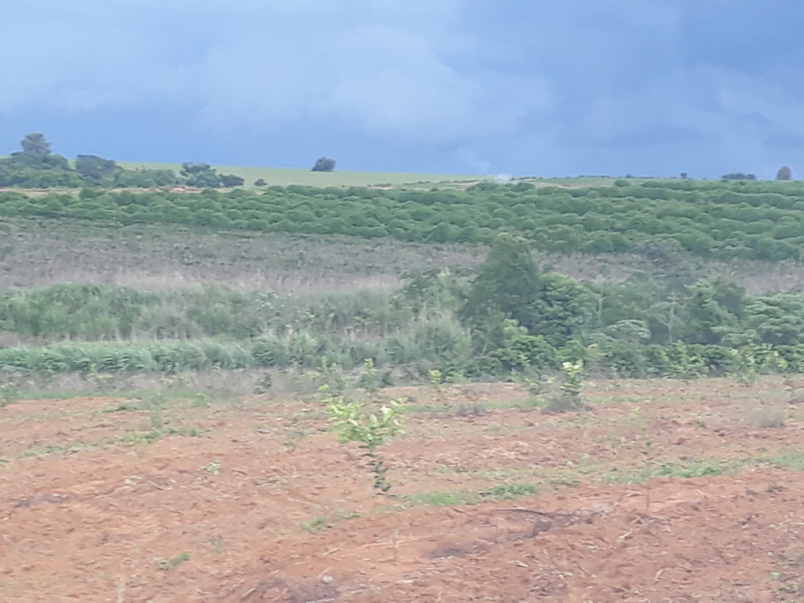 Vendo Fazenda de 80 Hectares- Serra do Salitre-MG 048