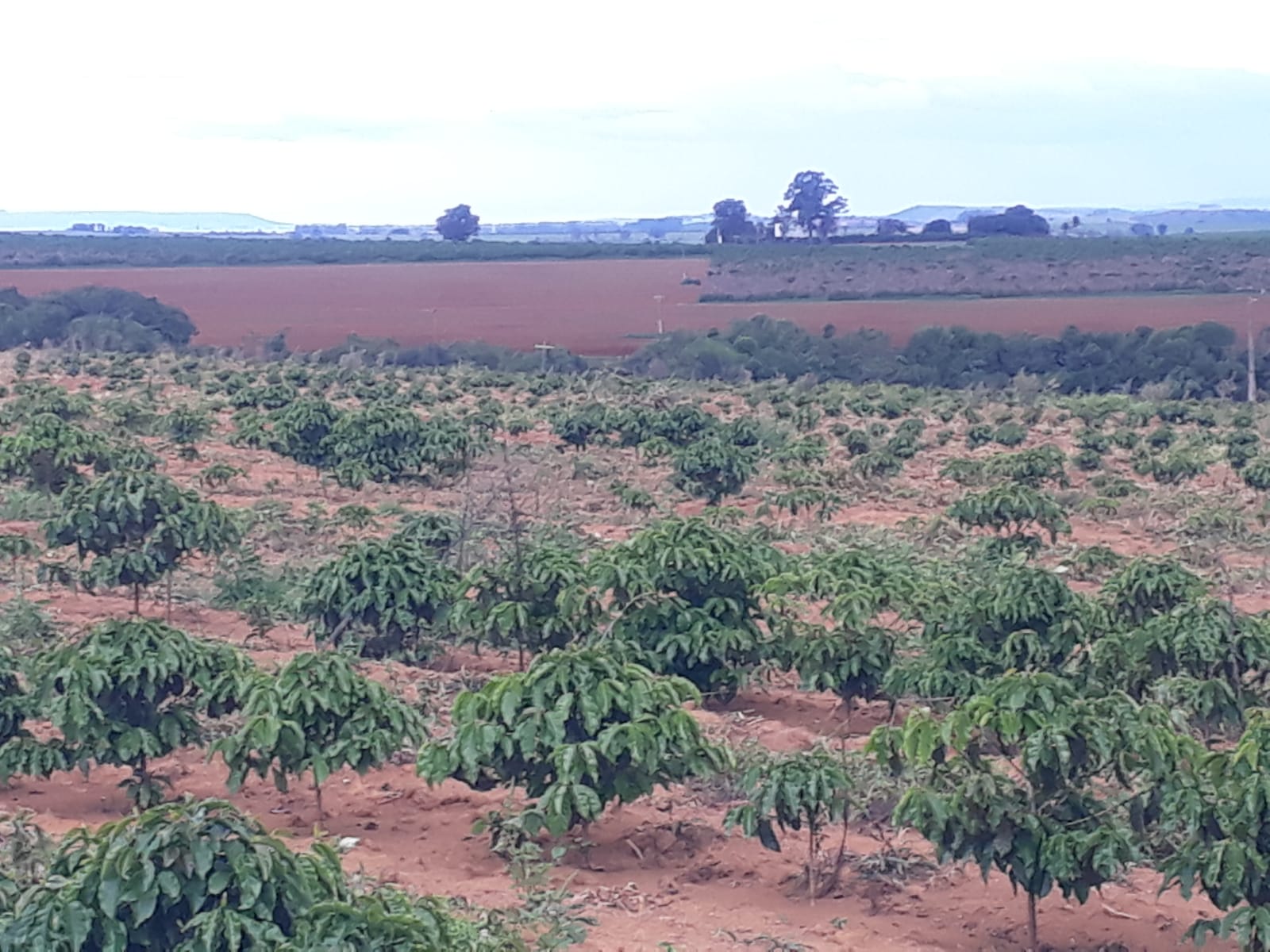 Vendo Fazenda de 80 Hectares- Serra do Salitre-MG 067