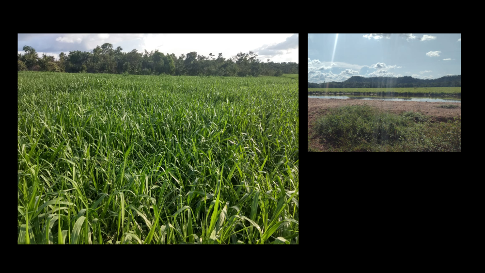 Vendo Fazenda de 19819 hecares -Norte de Tocantins-TO c17