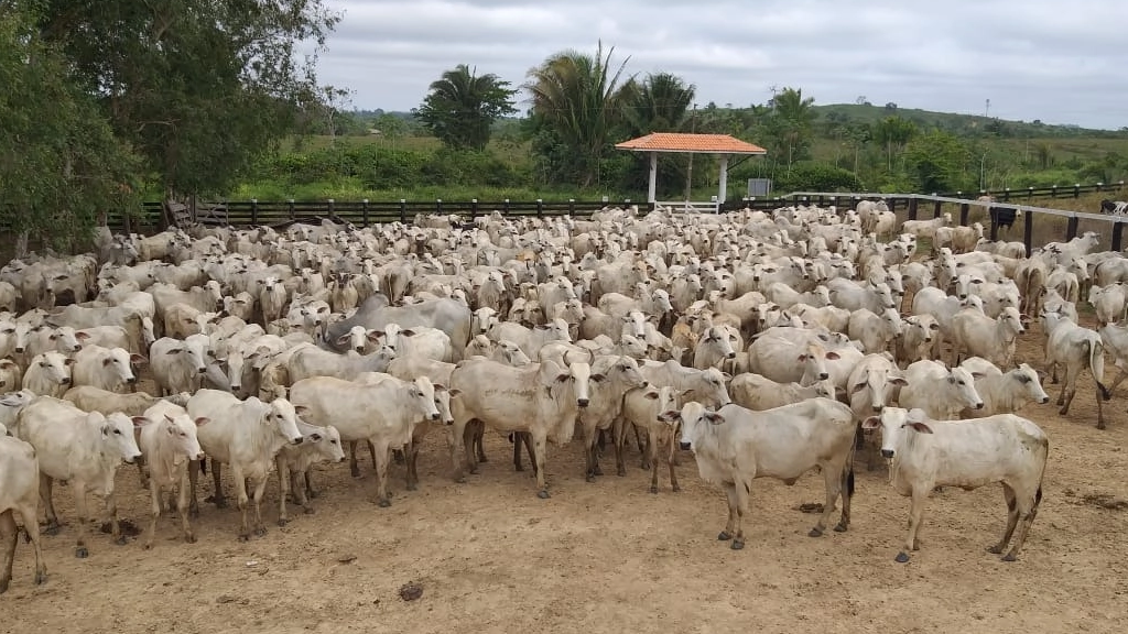 Vendo Fazenda de 3025 Hectares- Pacajá-PA (10)