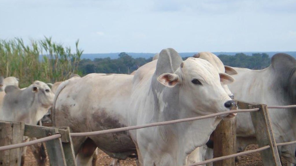 Vendo Fazenda de 21000 Hectares- Diamantino-MT (6)