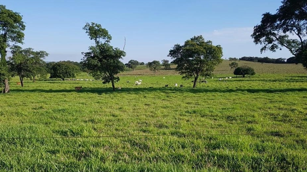 Vendo Fazenda de 560 Hectares- Campo Alegre-GO (7)