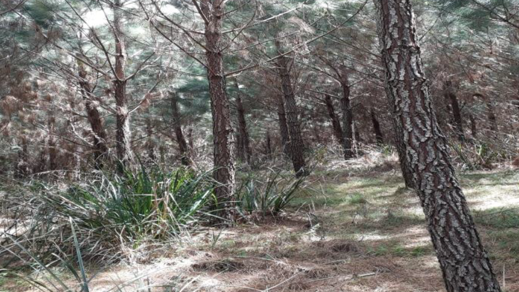 Vendo Fazenda de Pinus em São Sebastião-SP (9)
