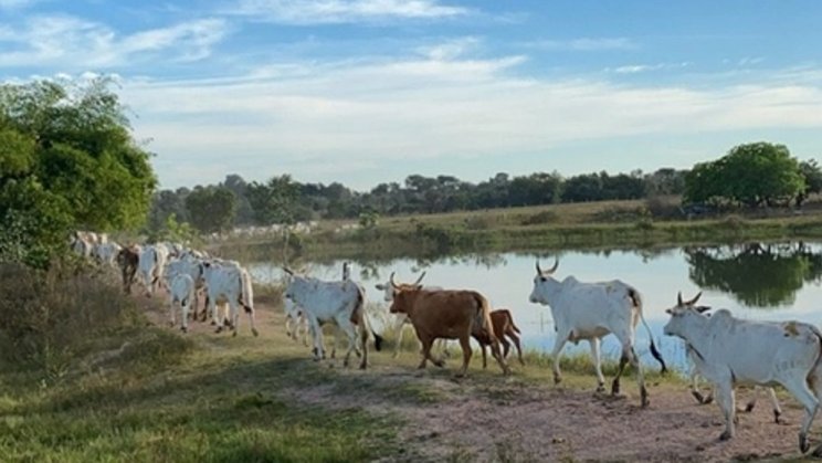 Vendo Fazenda de 5377 Hectares- Mozarlândia-GO