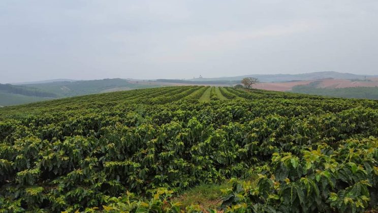 FAZENDA 2000 HECTARES 02