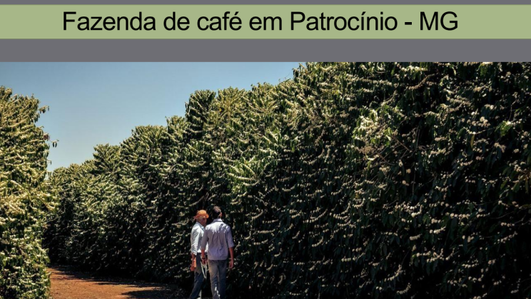 FAZENDA PATROCINIO-MG CAFECULTURA E CIA 010