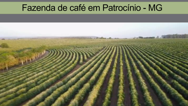 FAZENDA PATROCINIO-MG CAFECULTURA E CIA 014