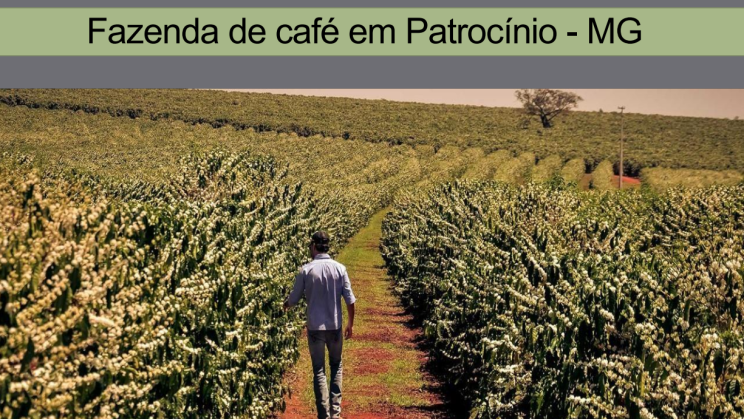 FAZENDA PATROCINIO-MG CAFECULTURA E CIA 08