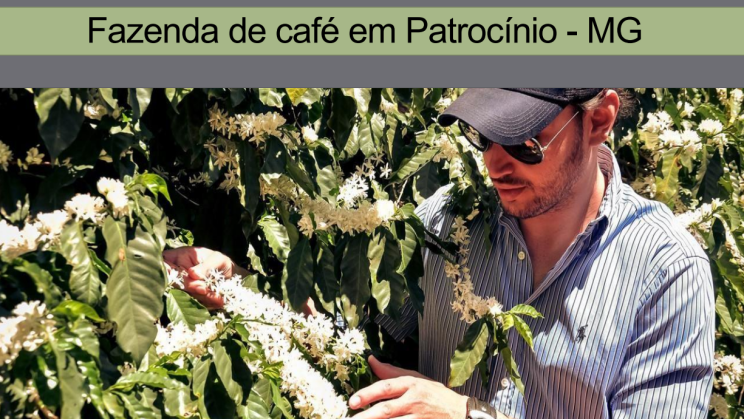 FAZENDA PATROCINIO-MG CAFECULTURA E CIA 09