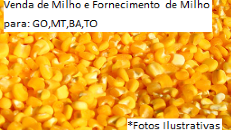 Fornecimento de Milho- para o Mercado do MT,TO,BA,GO (10)