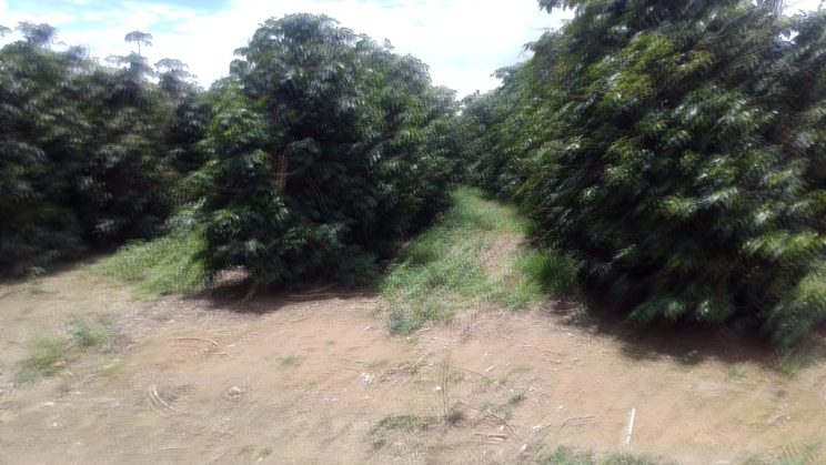 VENDO SITIO DE CAFE ENTRE LAVRAS E PERDÕES 019