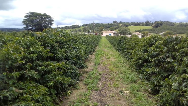 VENDO SITIO DE CAFE ENTRE LAVRAS E PERDÕES 034