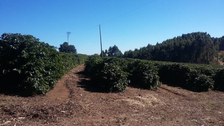 Vende se Fazenda 791 hectares 029
