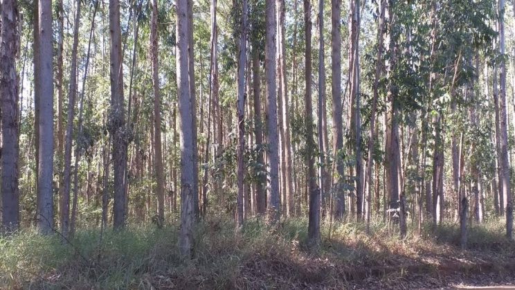Vende se Fazenda 791 hectares 14