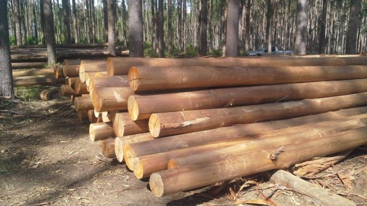 Vende se Fazenda 791 hectares 15