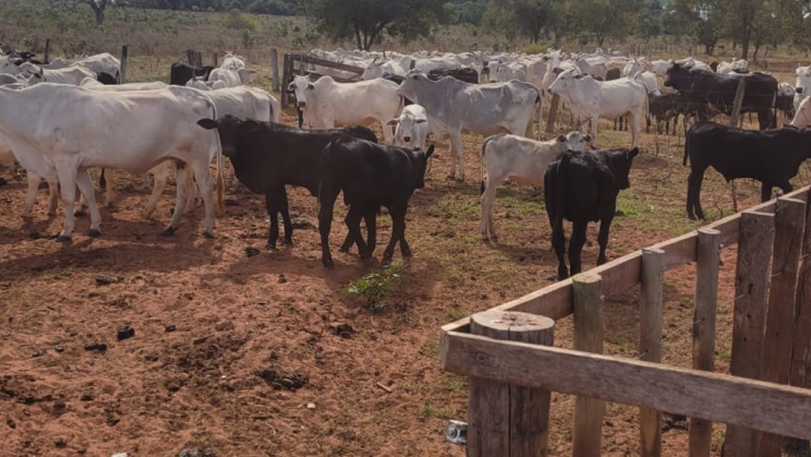 Vendo Fazenda 1400 Alqueires-Selvíria-MS (11)