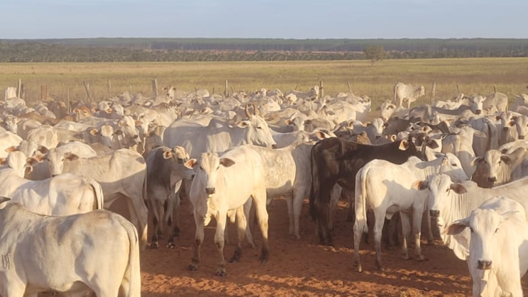 Vendo Fazenda 1400 Alqueires-Selvíria-MS (9)
