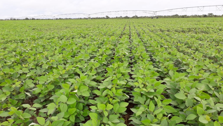 Vendo Fazenda 2503 Hectares-Alvorada do Norte-GO (10)