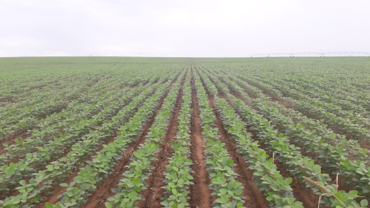 Vendo Fazenda 2503 Hectares-Alvorada do Norte-GO (12)