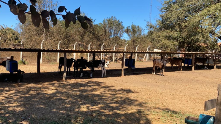 Vendo Fazenda Leiteira de 940 Hectares- João Pinheiro-MG (10)