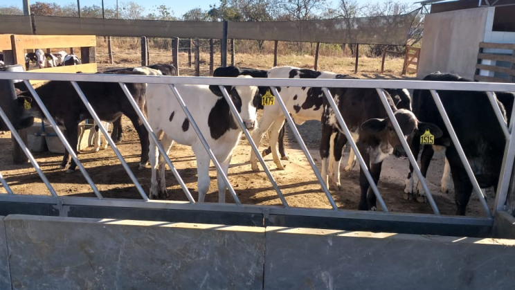 Vendo Fazenda Leiteira de 940 Hectares- João Pinheiro-MG (5)