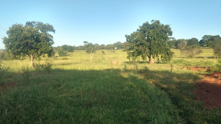 Vendo Fazenda de 118 Alqueires- Campina Verde-MG (9)