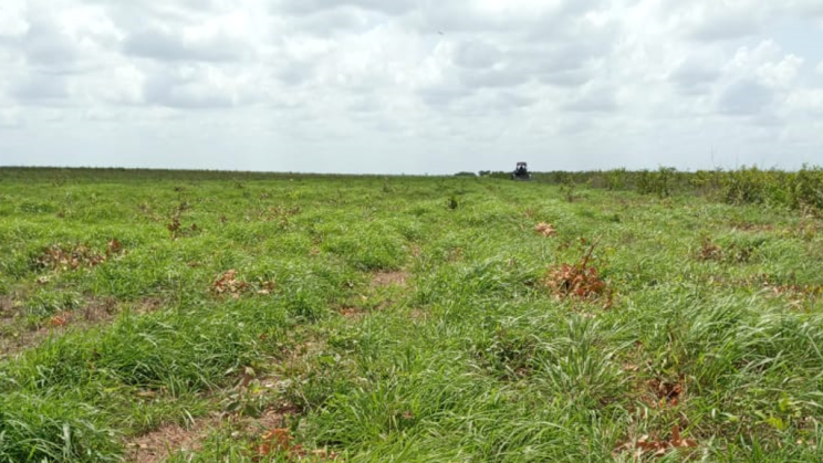 Vendo Fazenda de 12 000 Hectares-Santa Quitéria do Maranhão- MA (10)