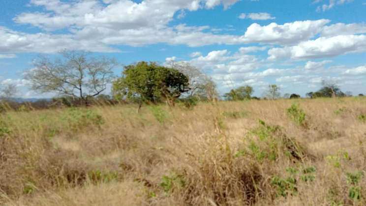 Vendo Fazenda de 145 Alqueires- São João da Aliança-GO (16)