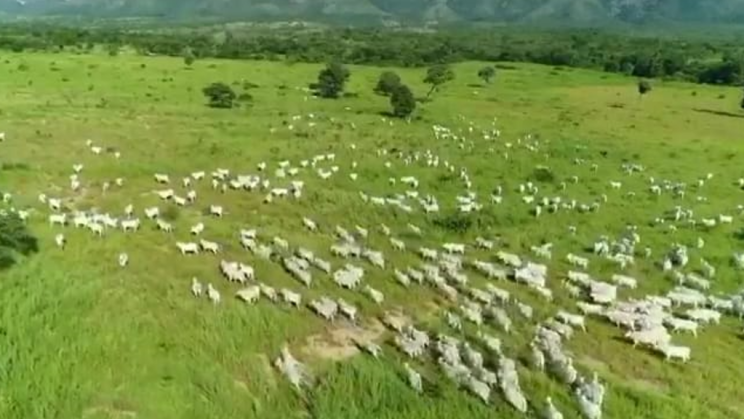 Vendo Fazenda de 1750 Alqueires- Região de Goias-GO (11)