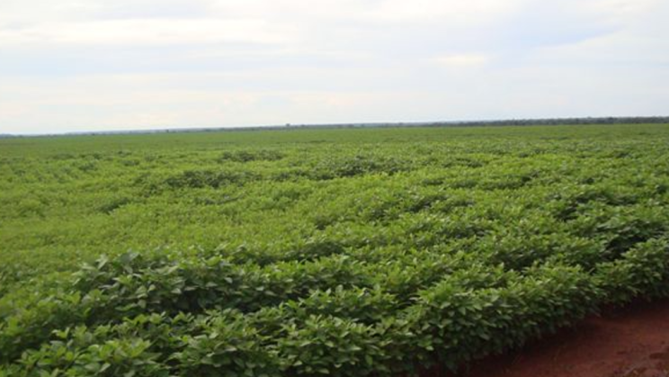 Vendo Fazenda de 18505 Hectares- Lucas do Rio Verde-MT (11)