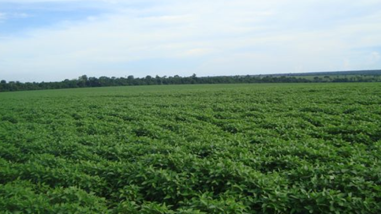 Vendo Fazenda de 18505 Hectares- Lucas do Rio Verde-MT (17)