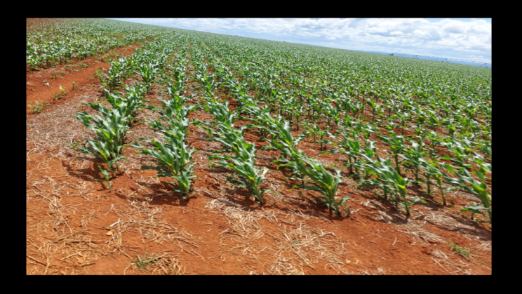 Vendo Fazenda de 2000 Hectares- Água Fria de Goiás - GO c14