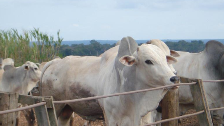 Vendo Fazenda de 21000 Hectares- Diamantino-MT (6)