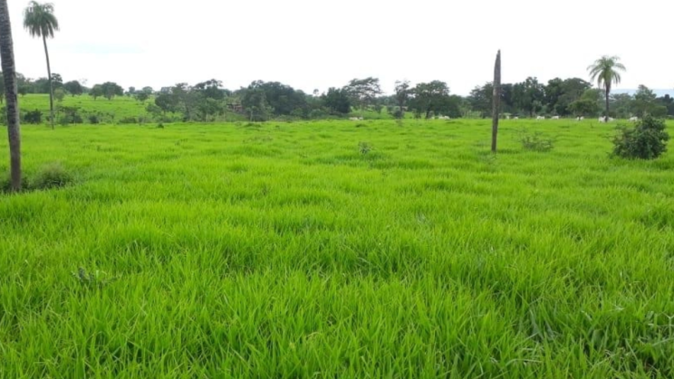 Vendo Fazenda de 2424 Hectares- Porangatu-GO (8)