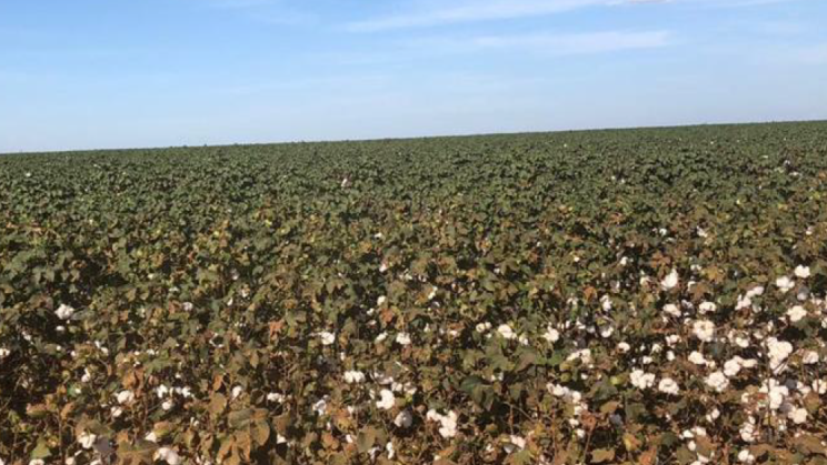 Vendo Fazenda de 26.726 Hectares-Nova Mutum-MT (18)