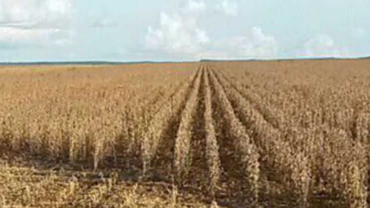 Vendo Fazenda de 26.726 Hectares-Nova Mutum-MT (31)