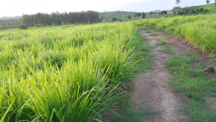 Vendo Fazenda de 3025 Hectares- Pacajá-PA (9)