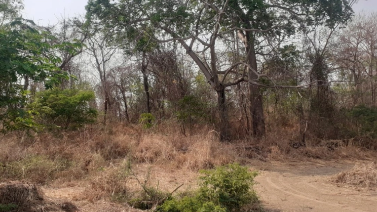 Vendo Fazenda de 3630 Hectares-Flores-GO (39)