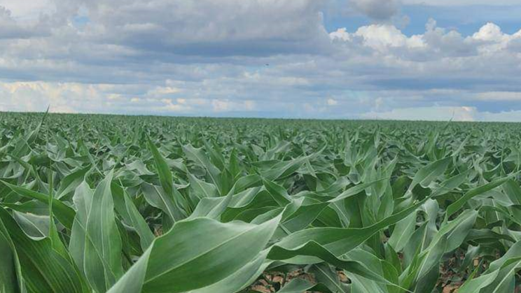 Vendo Fazenda de 401720 Hectares- Tocantins- Brasil (12)