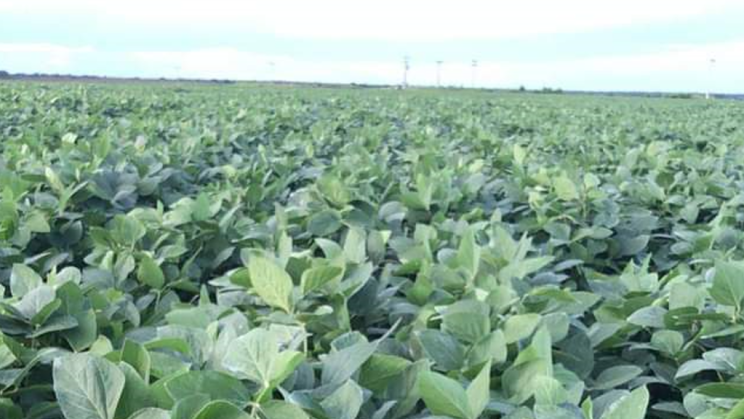 Vendo Fazenda de 401720 Hectares- Tocantins- Brasil (8)