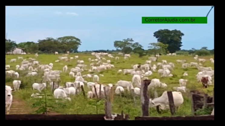 Vendo Fazenda de 410 Alqueires -Padre Bernado-GO C09