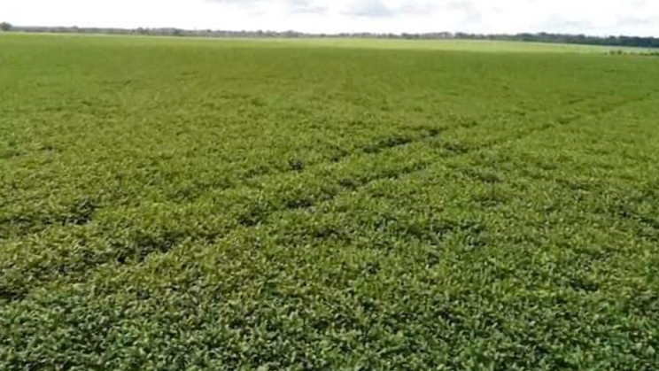 Vendo Fazenda de 5050 Hectares- Porto dos Gauchos-MT (13)
