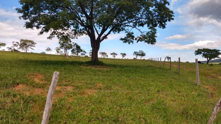 Vendo Fazenda de 520 Hectares- Capitólio-MG 051