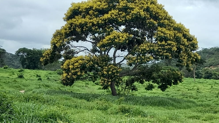 Vendo Fazenda de 6100 Hectares- no Norte de Minas Gerais (19)