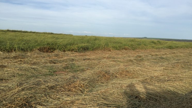 Vendo Fazenda de 6345 Hectares- Chapadão do Céu- GO 17