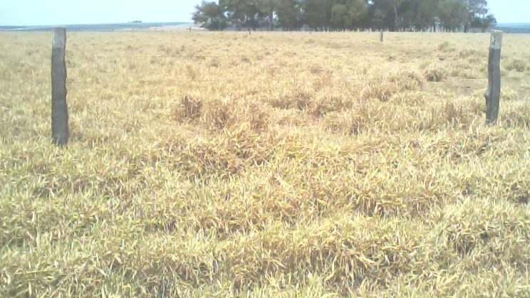 Vendo Fazenda de 6345 Hectares- Chapadão do Céu- GO 19
