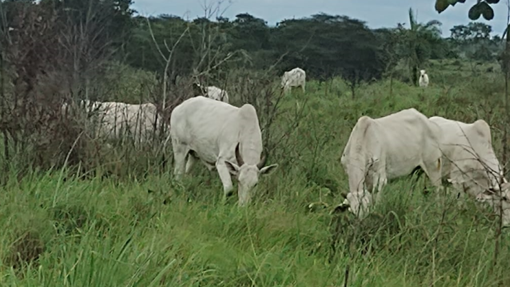 Vendo Fazenda de 6784 Hectares (22)